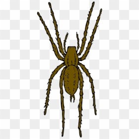 Realistic Spider Clip Art, HD Png Download - spider legs png