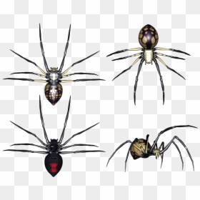 Spider Png Image - Паук На Прозрачном Фоне Для Фотошопа, Transparent Png - spider legs png