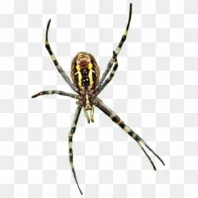 #spider #spiders #spiderweb #legs #insects #scary #creepy - Yellow Garden Spider, HD Png Download - spider legs png