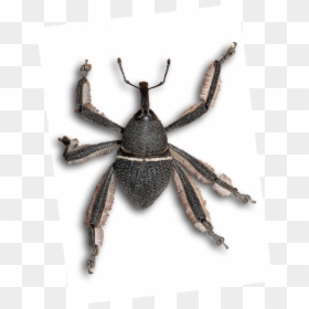 File - Arachnobas - Weevil, HD Png Download - spider legs png