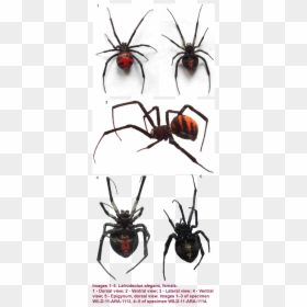 Black Widow, HD Png Download - spider legs png