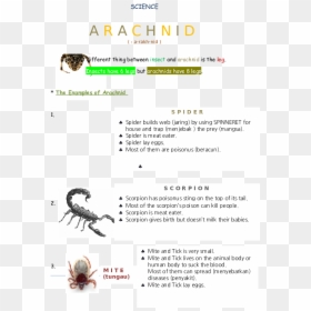 Scorpion, HD Png Download - spider legs png