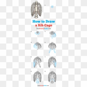How To Draw Rib Cage - Draw A Rib Cage Step, HD Png Download - ribcage png