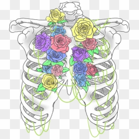 Transparent Rib Cage Model, HD Png Download - ribcage png