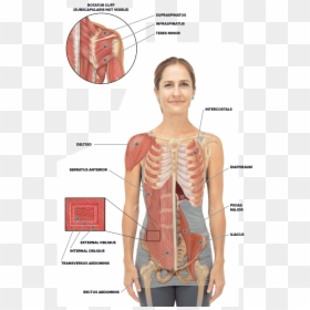 Torso And Shoulder Anatomy - Waistline Anatomy, HD Png Download - ribcage png