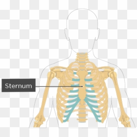 Clip Art Structure Of The Ribcage - Sternum Transparent, HD Png Download - ribcage png