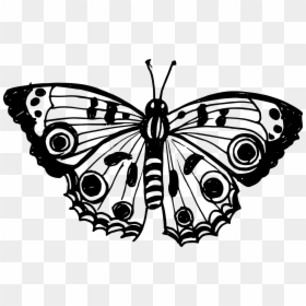 Aglais Io, HD Png Download - drawn star png