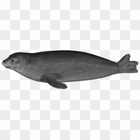 Harbor Seal Png - Hawaiian Monk Seal No Background, Transparent Png - fbi seal png