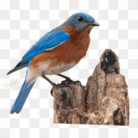 Pinzón En Un Tronco De Árbol Roto - Mountain Bluebird Transparent Background, HD Png Download - tronco png