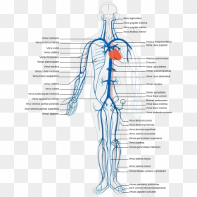 Venous System Of Human Body, HD Png Download - tronco png