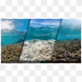 The Same Reef In American Samoa Before, During And - Great Barrier Reef Coral Bleaching Before And After, HD Png Download - corals png