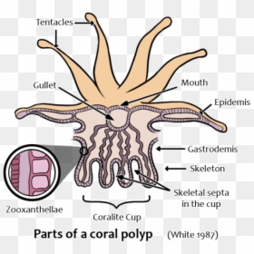 Illustration, HD Png Download - corals png