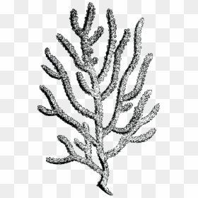 Transparent Seaweed Clipart - Coral Drawing Transparent Background, HD Png Download - corals png