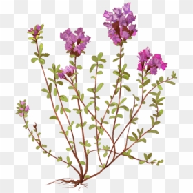 Тимьян Ползучий, HD Png Download - thyme png