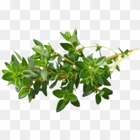 Wild Thyme - Timo Selvatico Foglie, HD Png Download - thyme png
