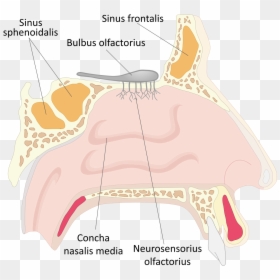 Painful Nostril, HD Png Download - nariz png