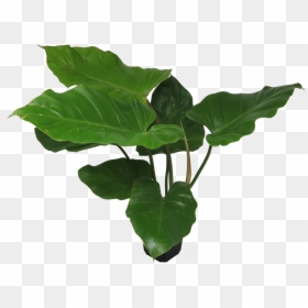 Tree, HD Png Download - snowdrift png