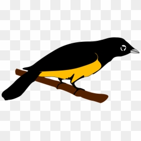 Montserrat Oriole Png, Transparent Png - orioles png