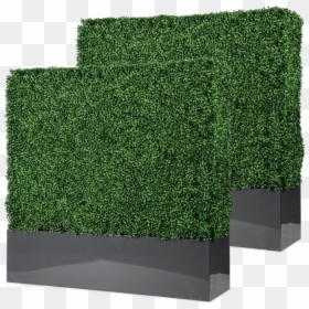 Baxter Contemporary Free Standing Boxwood Hedge With - Hedge, HD Png Download - boxwood png