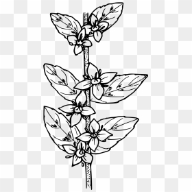 Oregon Boxwood - Flora Hitam Putih, HD Png Download - boxwood png