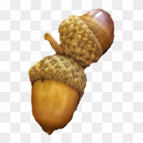 #acorns #acorn, HD Png Download - acorns png