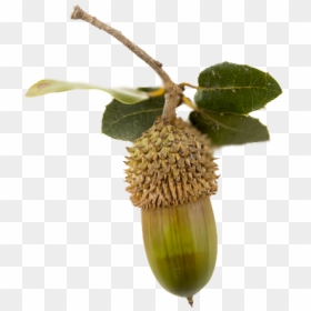 Fruit, HD Png Download - acorns png