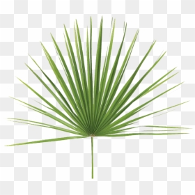 Fan Palm Leaf Png, Transparent Png - dry leaves png
