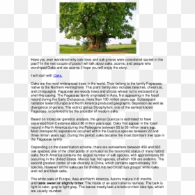 Old Oak Tree, HD Png Download - acorns png