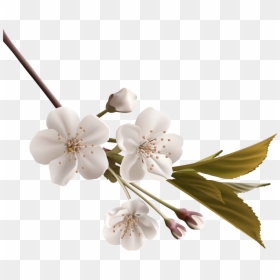 Transparent Condolences Clipart - White Flowers Clipart Png, Png Download - cherry emoji png