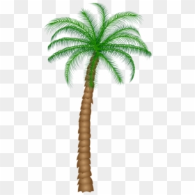 Palm Tree Transparent Background, HD Png Download - coqueiro png