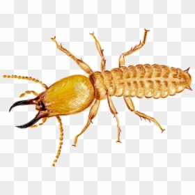 Termite Png, Transparent Png - vhv