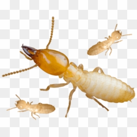 Termite Png Photo - Termite Png, Transparent Png - vhv