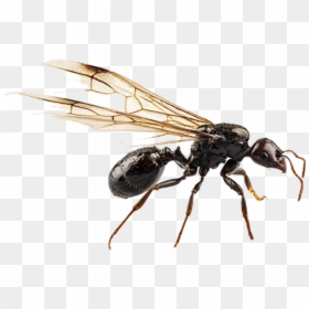 Black Garden Ant Nuptial Flight Pterygota Termite - Black Flying Ants, HD Png Download - termite png