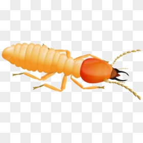 Termite, HD Png Download - termite png