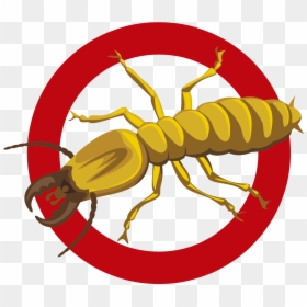 Termites Pest Control Logo , Transparent Cartoons - Termite Pest Control, HD Png Download - termite png