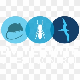Diamond Valley Termite And Pest Control - Illustration, HD Png Download - termite png
