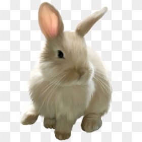 Easter Bunny Rabbit Clip Art - Transparent Background Rabbit Clipart, HD Png Download - bunny.png
