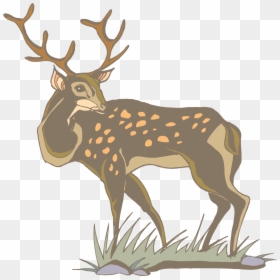Transparent Whitetail Deer Png - White Tailed Deer Clipart Gif, Png Download - deer clipart png