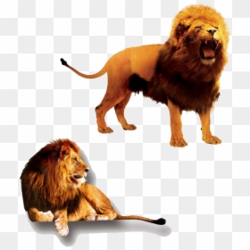 The Lion King Png Clipart - Lion And Lioness, Transparent Png - king.png