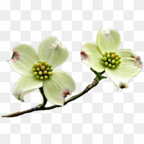 Transparent Dogwood Tree Png - Flowering Dogwood, Png Download - flowering tree png