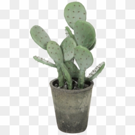 Transparent Green Plant Png - Png Polyvore, Png Download - cactus drawing png
