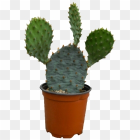 Image - Cactus, HD Png Download - cactus drawing png