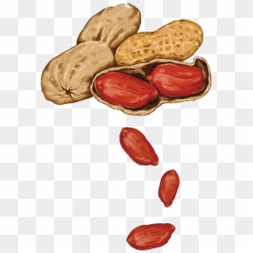 Peanut Almond Drawing - Peanut Drawing Png, Transparent Png - the peanuts movie png