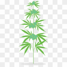 Transparent Marijuana Clipart - Marijuana Plant Clip Art, HD Png Download - weed plants png