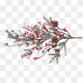 Branch With Frosted Red Berries And Pine Cones - Pine Branches With Berries, HD Png Download - holly branch png