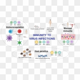 Lab Theme - Immune Response Against Virus, HD Png Download - infection png