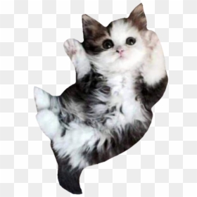 #cat #kitty #cats #kittys #catlover #kittycat #catlove - Cute Kitten, HD Png Download - kitty cat png