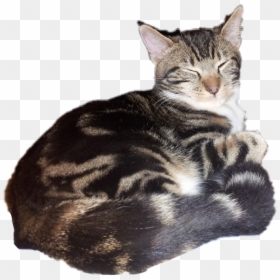 #blick #blicky #kitty #cat - Tabby Cat, HD Png Download - kitty cat png