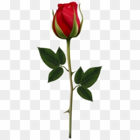 Holiday Background With Red - Rose Bud Transparent Background, HD Png Download - rosebud png