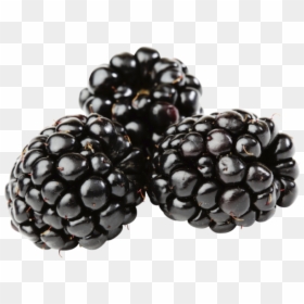 توت العليق الاسود, HD Png Download - blackberry fruit png